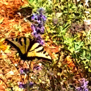Fly Like a Butterfly + Soar with Jagmedia Online Learning