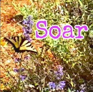 Fly Like a Butterfly + Soar with Jagmedia Online Learning
