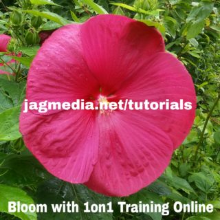 Bloom-Jagmedia-Online-Tutorials-)ne-on-One