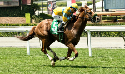 California Chrome thoroughbred racehorse